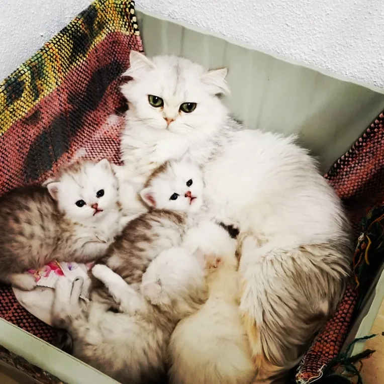 Diyarbakır Kedi Evi - Diyarbakır pet otel görseli 2