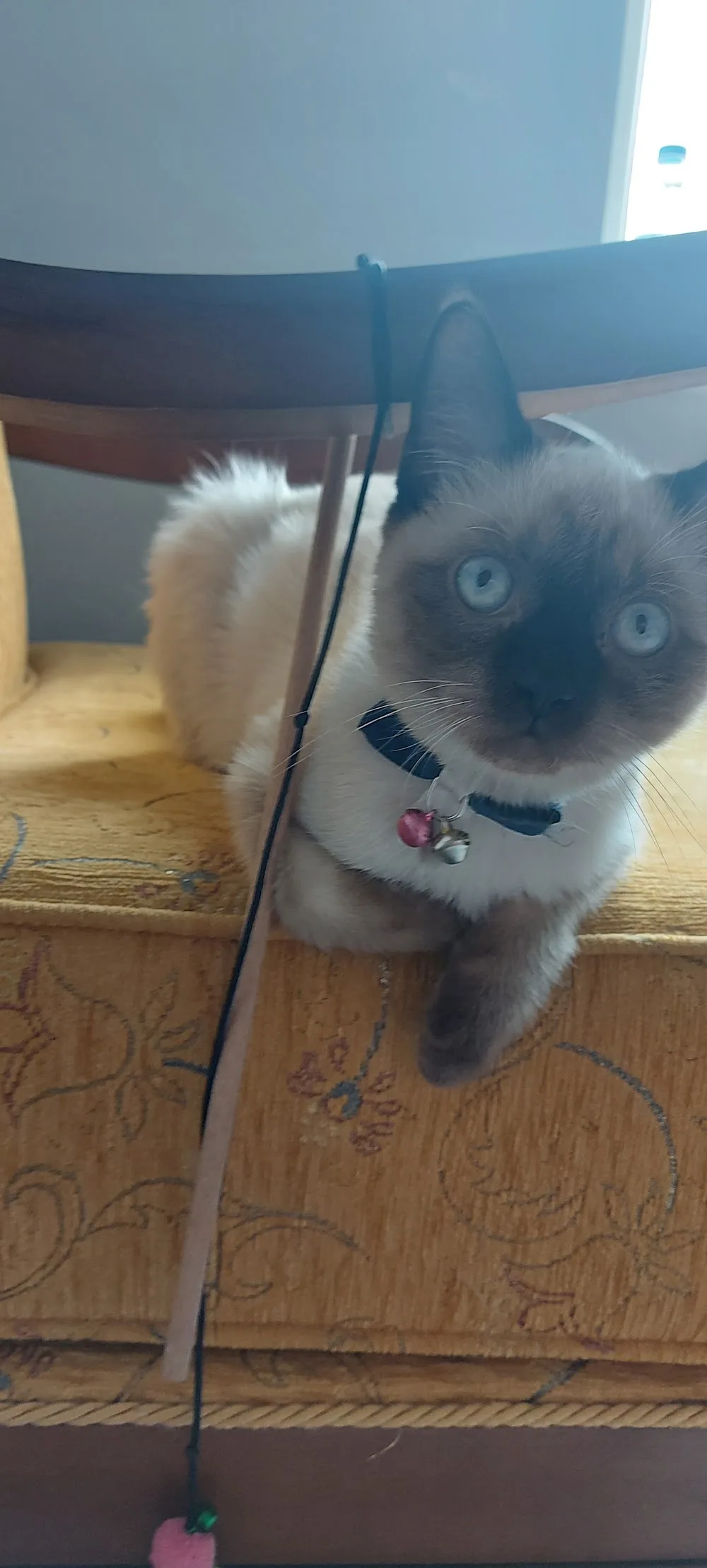 Diyarbakır Kedi Evi - Diyarbakır pet otel görseli 3
