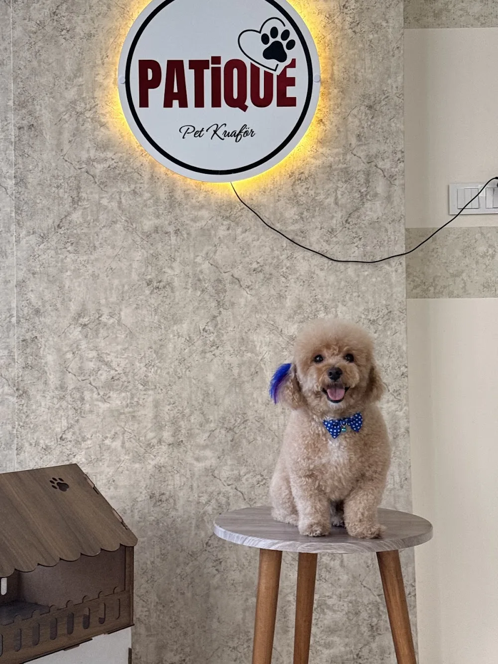 Diyarbakır Patique Pet Kuaför-Pet Otel-Pet Shop - Diyarbakır pet otel görseli 2