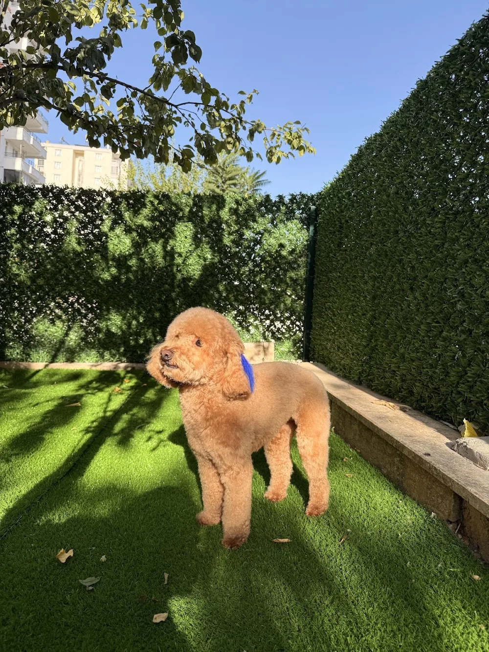 Diyarbakır Patique Pet Kuaför-Pet Otel-Pet Shop - Diyarbakır pet otel görseli 3