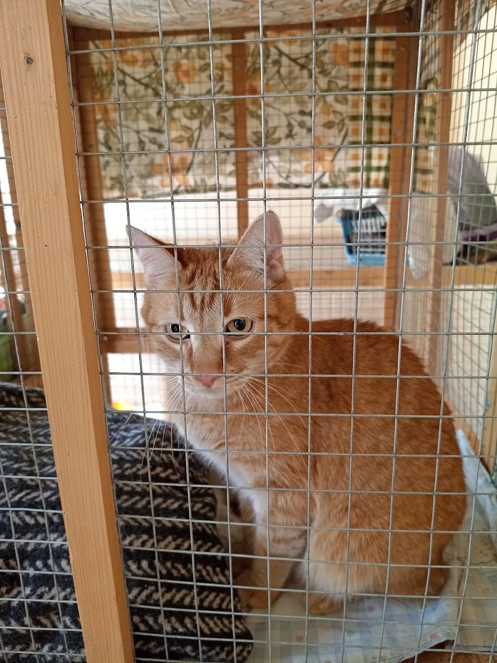 AnimalsHotel - Dnipropetrovska pet otel görseli 3