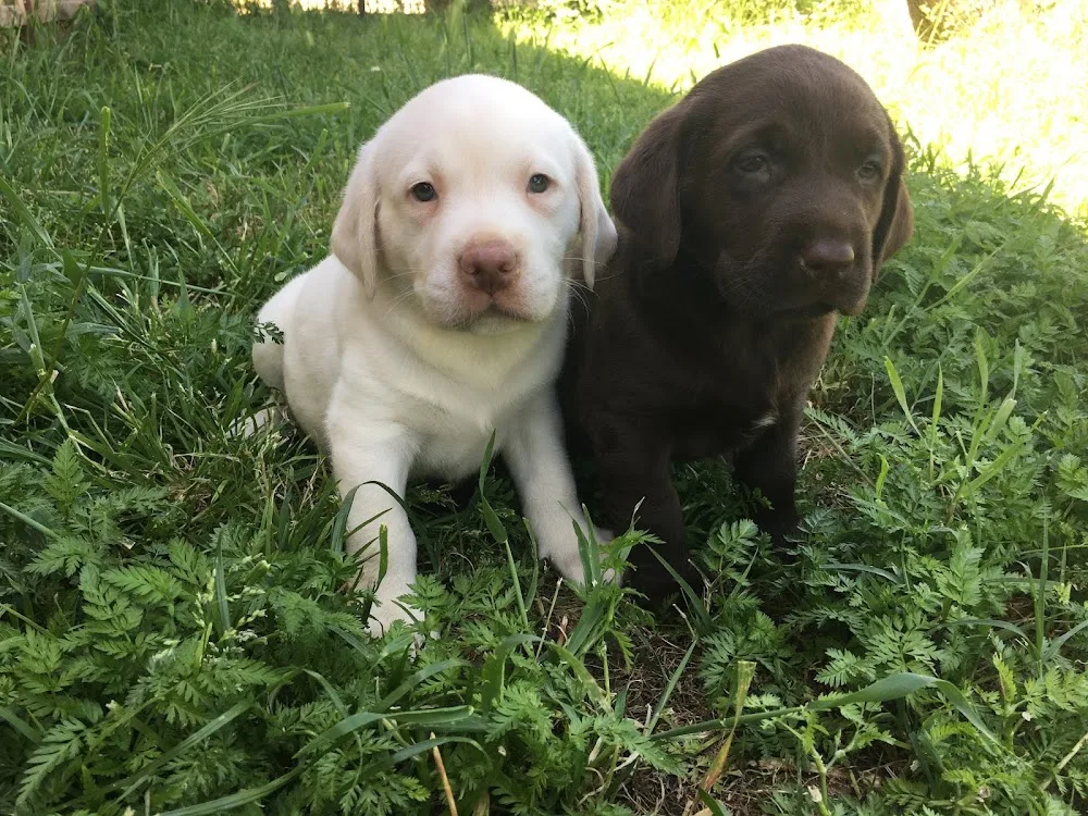 Dog Academy Köpek Çiftliği Eğitim Üretim ve Köpek Oteli - Izmir pet otel