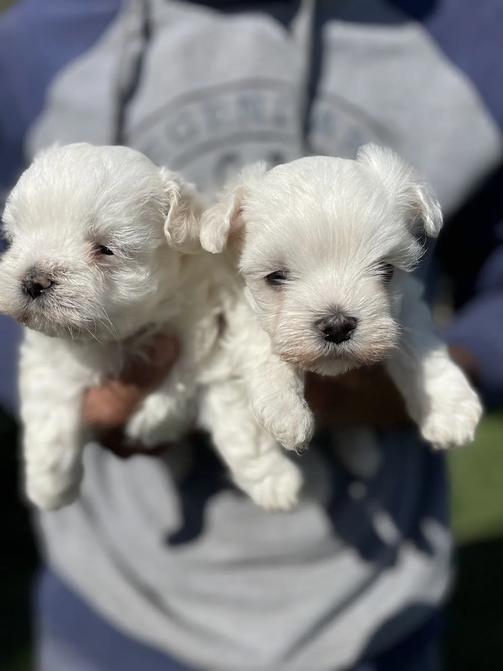 Dog Academy Köpek Çiftliği Eğitim Üretim ve Köpek Oteli - Izmir pet otel görseli 3