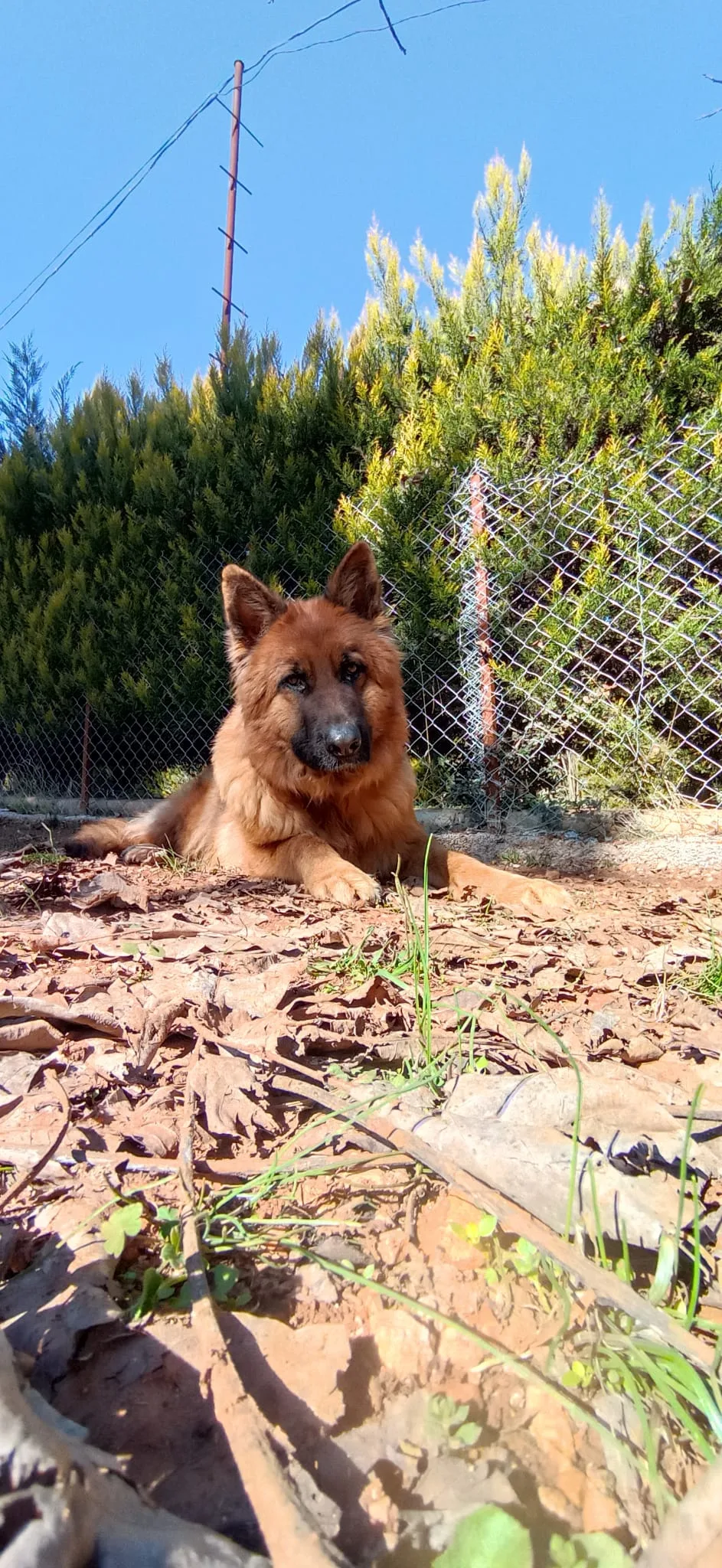 Dog Club Gaziantep Köpek Eğitim Merkezi & Köpek Oteli - Gaziantep pet otel görseli 2