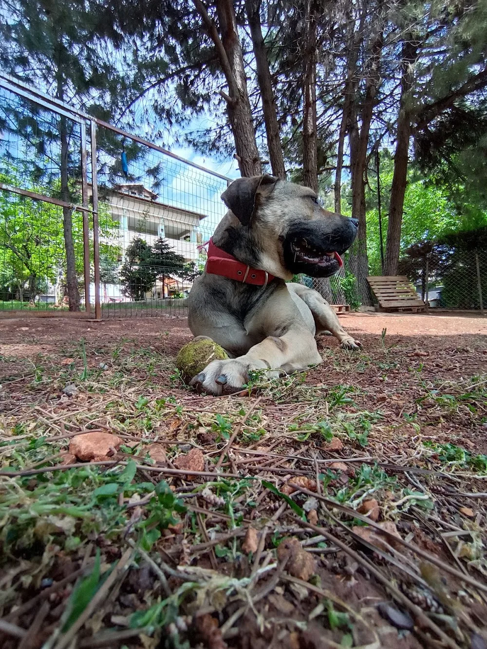Dog Club Gaziantep Köpek Eğitim Merkezi & Köpek Oteli - Gaziantep pet otel görseli 3