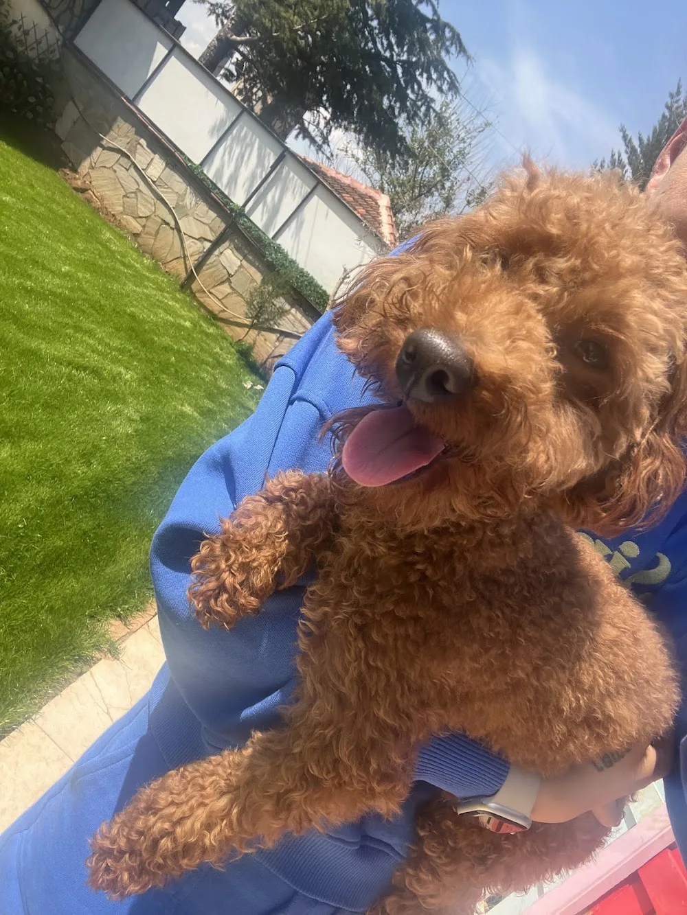 DOGS CAMP KÖPEK EĞİTİMİ DENİZLİ - Denizli pet otel görseli 3