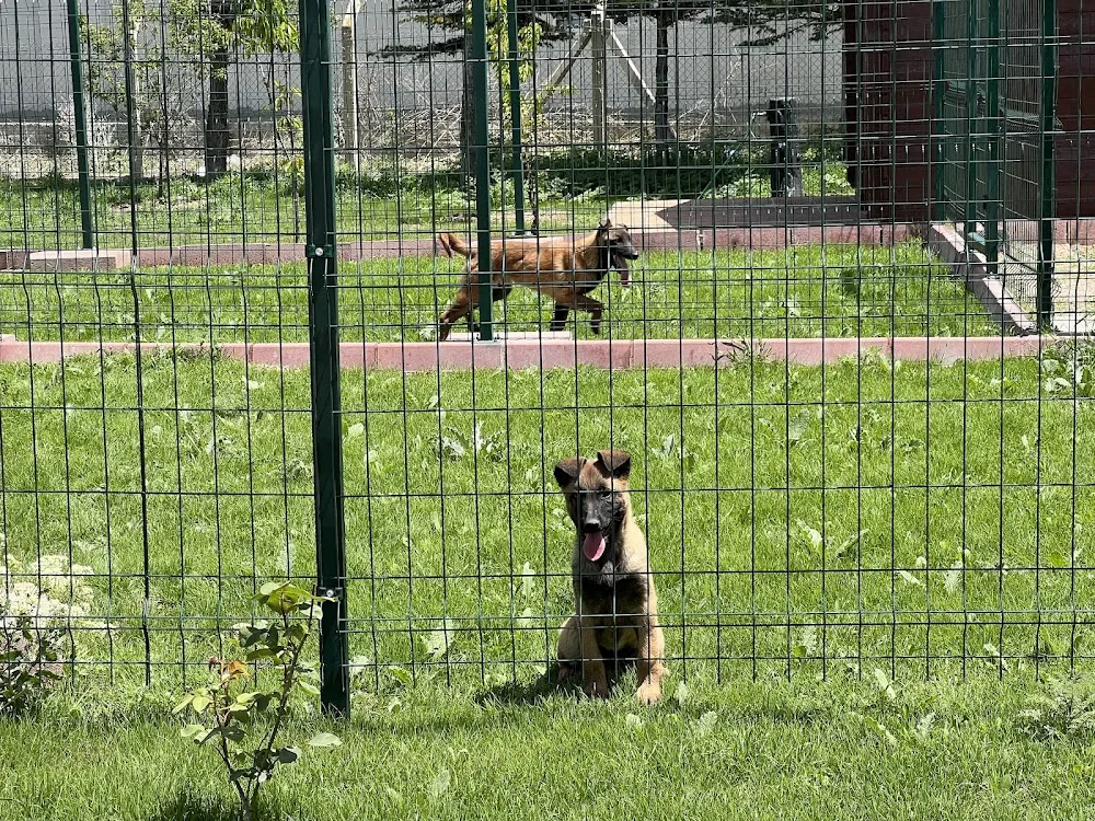 Dogyy Town Akademi ve Köpek Oteli - Ankara pet otel