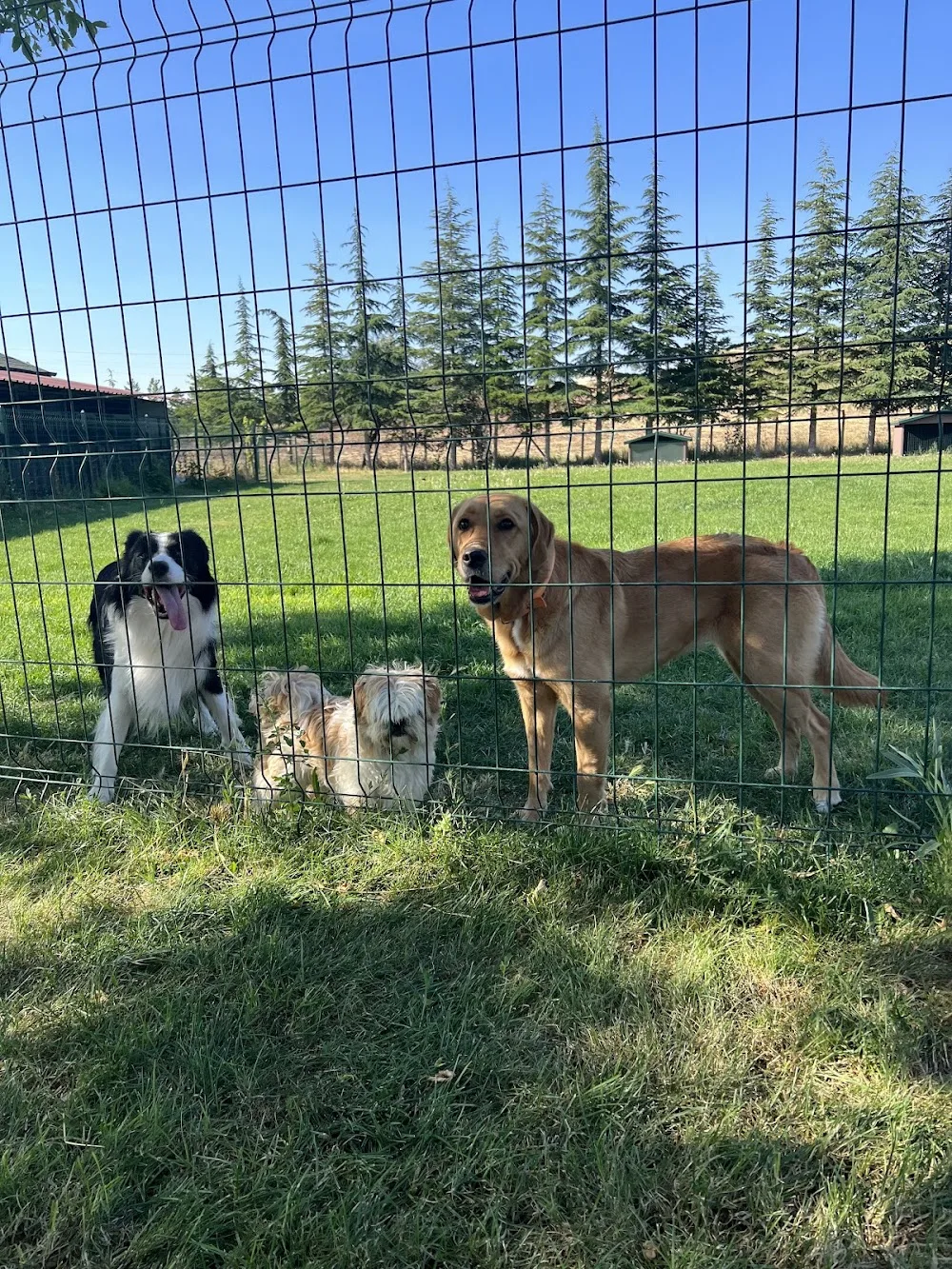 Dogyy Town Akademi ve Köpek Oteli - Ankara pet otel görseli 3