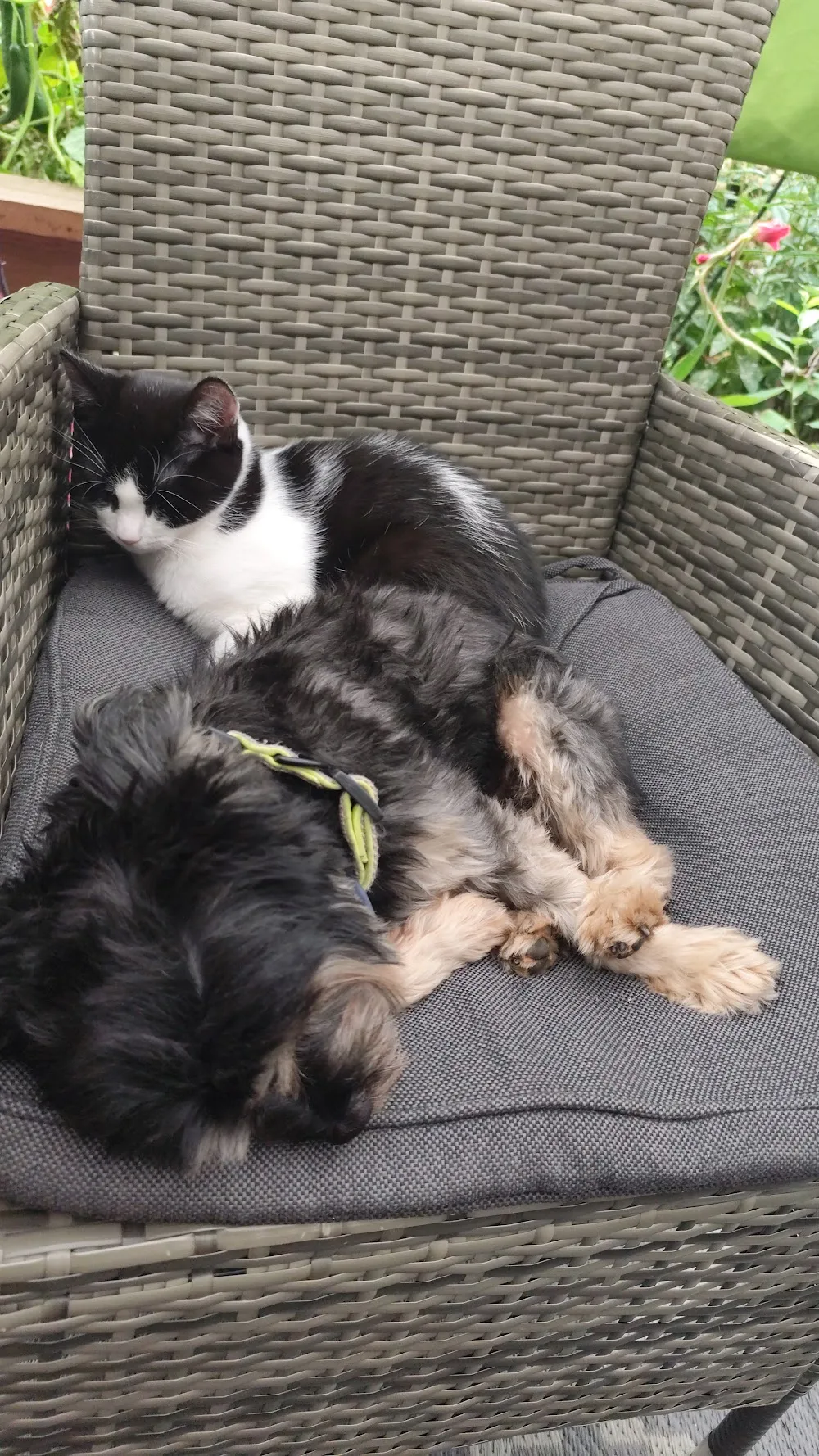 Hund-Mensch-Beziehung Ralf Rüdiger - Dohma pet otel görseli 3