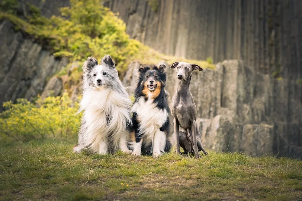 Hundehof Waldläufer - Dohma pet otel