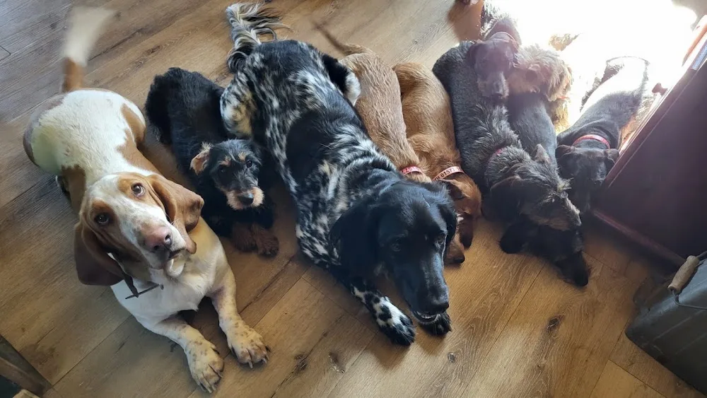 Hundehof Waldläufer - Dohma pet otel görseli 3