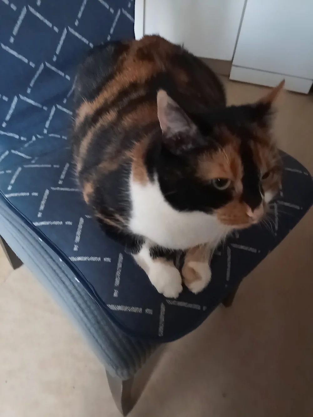Katzen- und Kleintierpension "Katz und Maus" - Dohma pet otel görseli 6