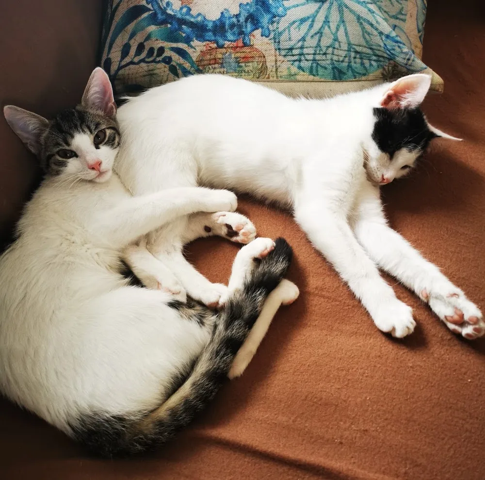 Katzenhotel Dohna - Dohma pet otel görseli 6