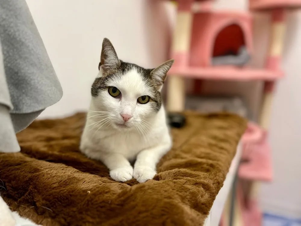 Katzenpension Stadtkatzen Dresden - Dohma pet otel görseli 3