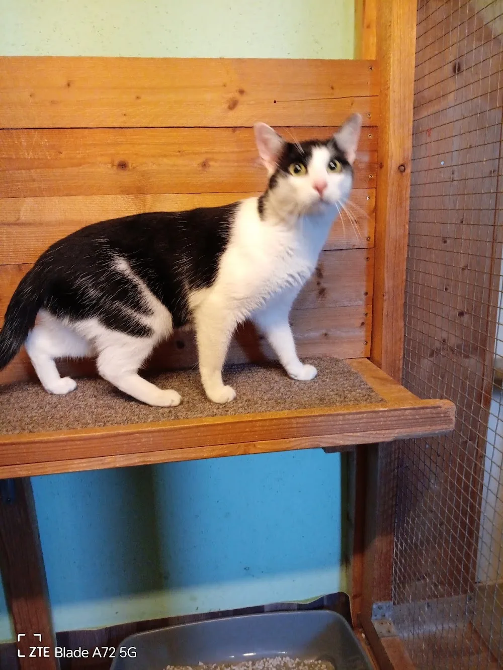 Tierpension Benno Kempa - Dohma pet otel görseli 3