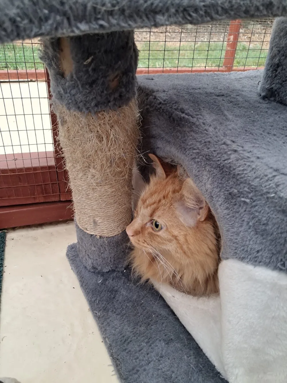 Bridge House Cattery - Doncaster pet otel