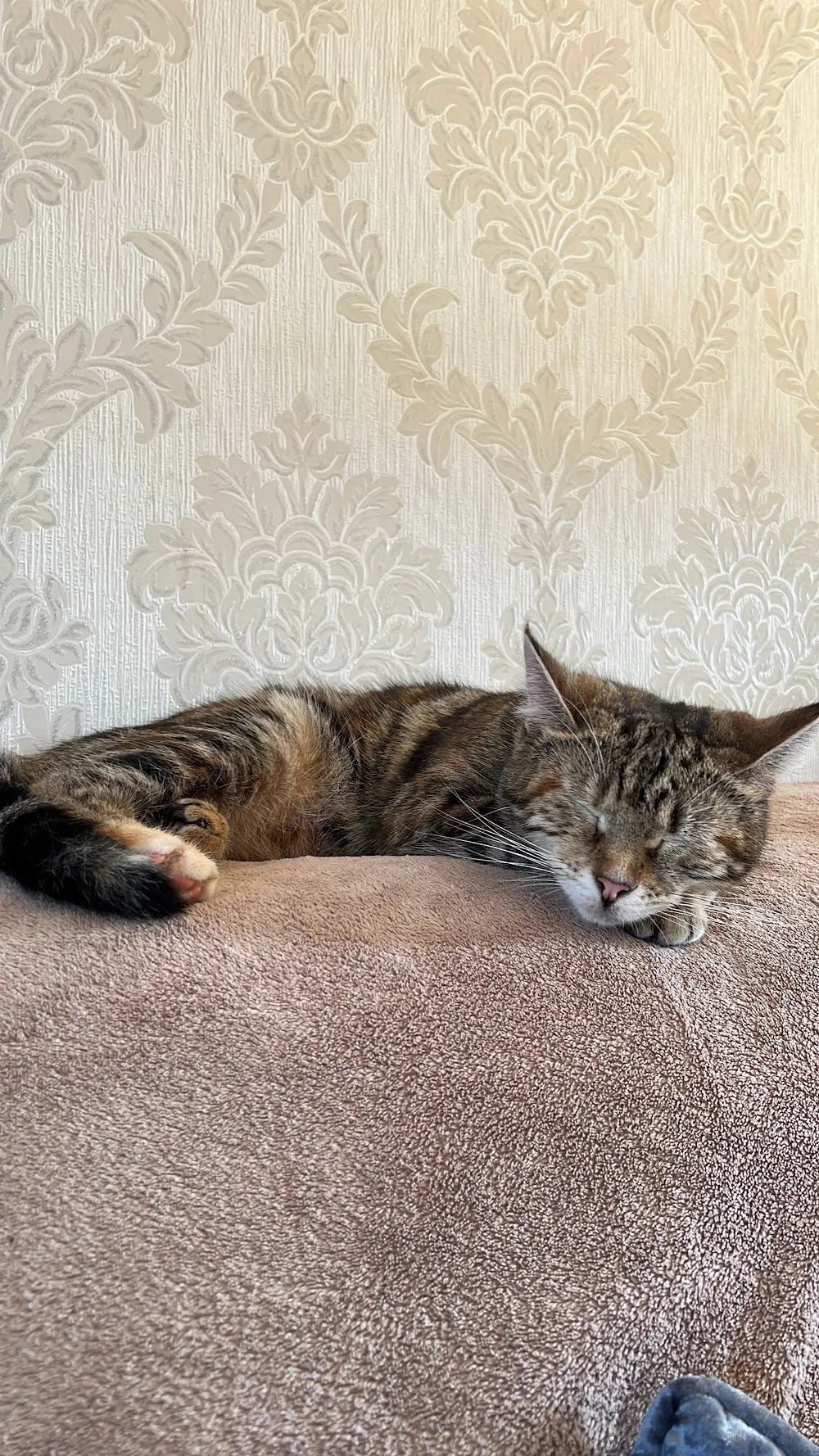 Bridge House Cattery - Doncaster pet otel görseli 3
