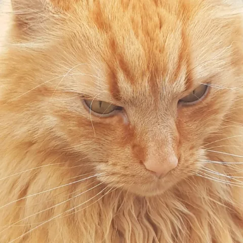 Bridge House Cattery - Doncaster pet otel görseli 4