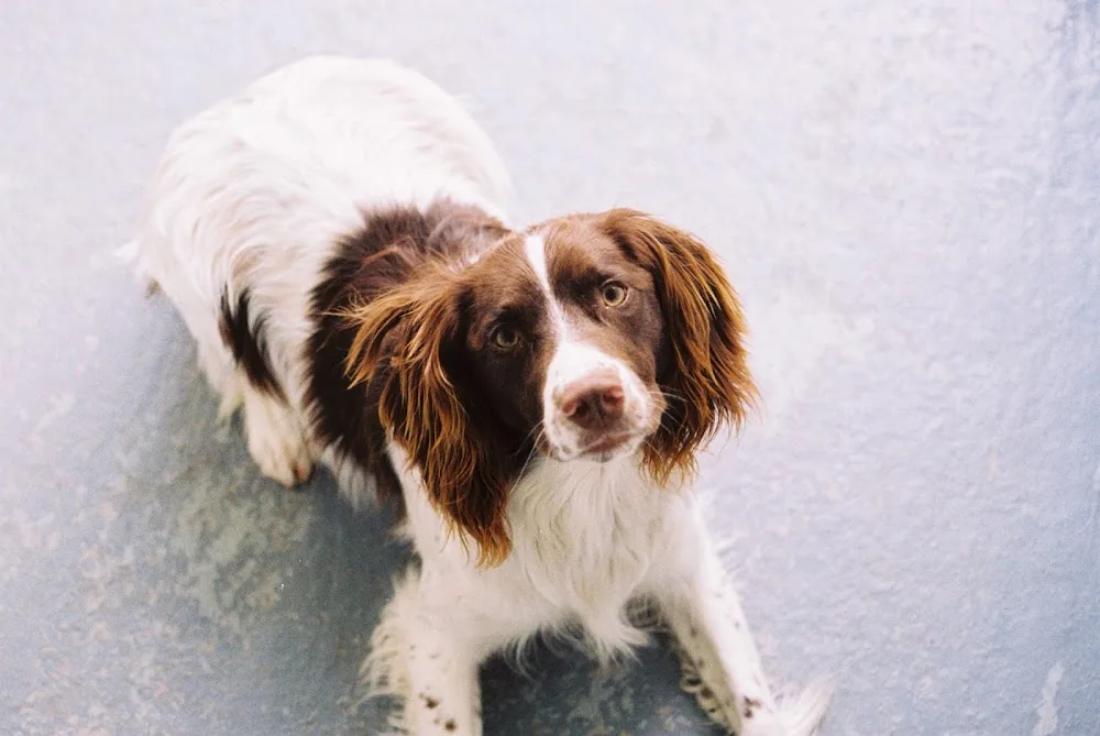 Bryce Boarding Kennels - Doncaster pet otel