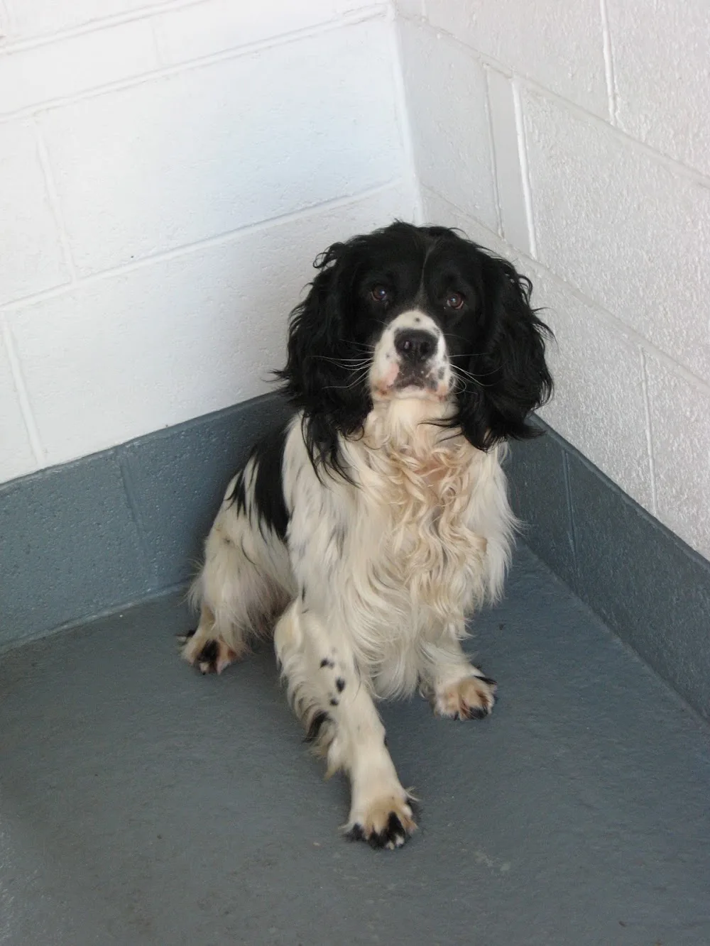 Bryce Boarding Kennels - Doncaster pet otel görseli 3