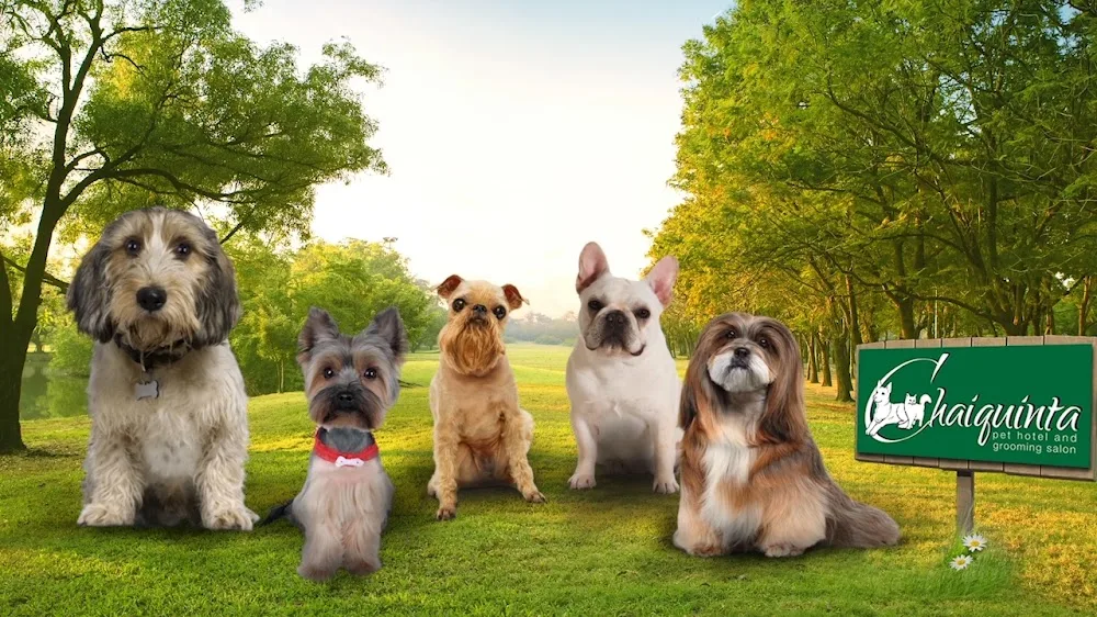 Chaiquinta Pet Hotel. Doggie daycare and Grooming Salon - Doncaster pet otel