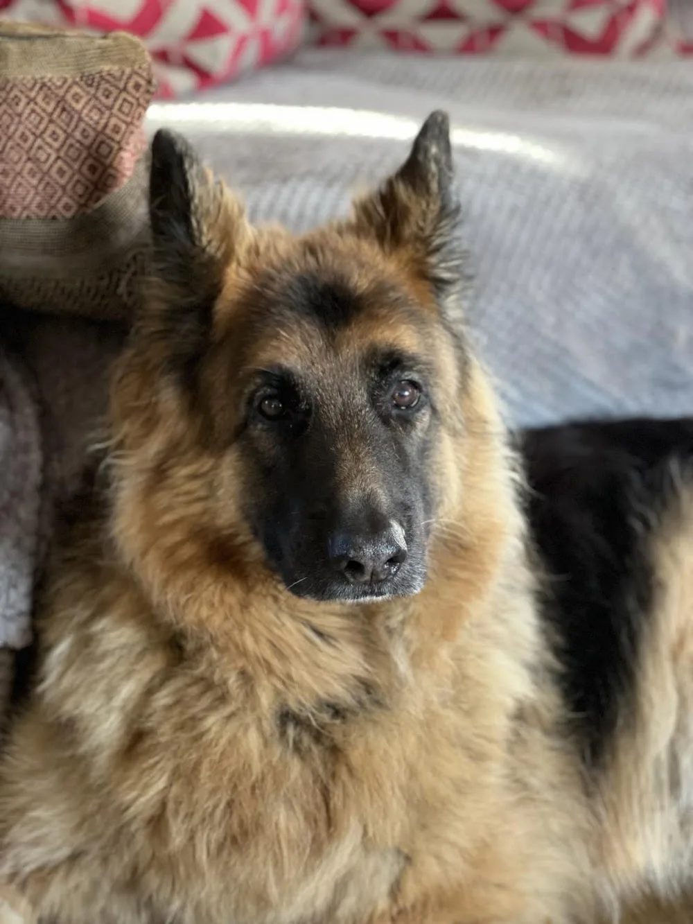 Doggi Divas - Luxury Pet Hotel - Doncaster pet otel görseli 3