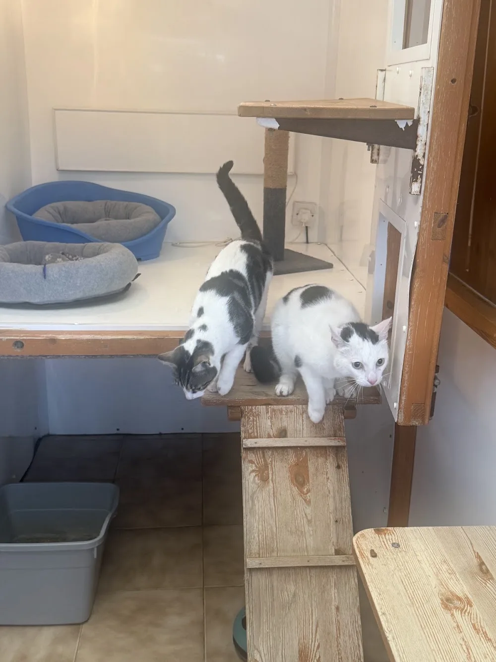 Dovecote Lodge Cattery - Doncaster pet otel