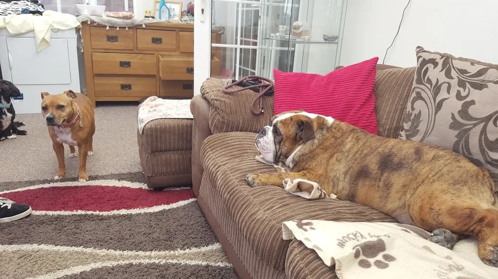 Man's best friend - Doncaster pet otel
