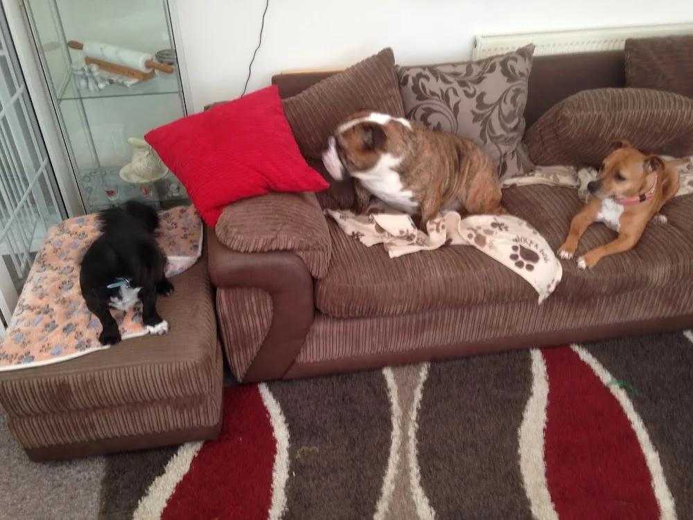 Man's best friend - Doncaster pet otel görseli 3