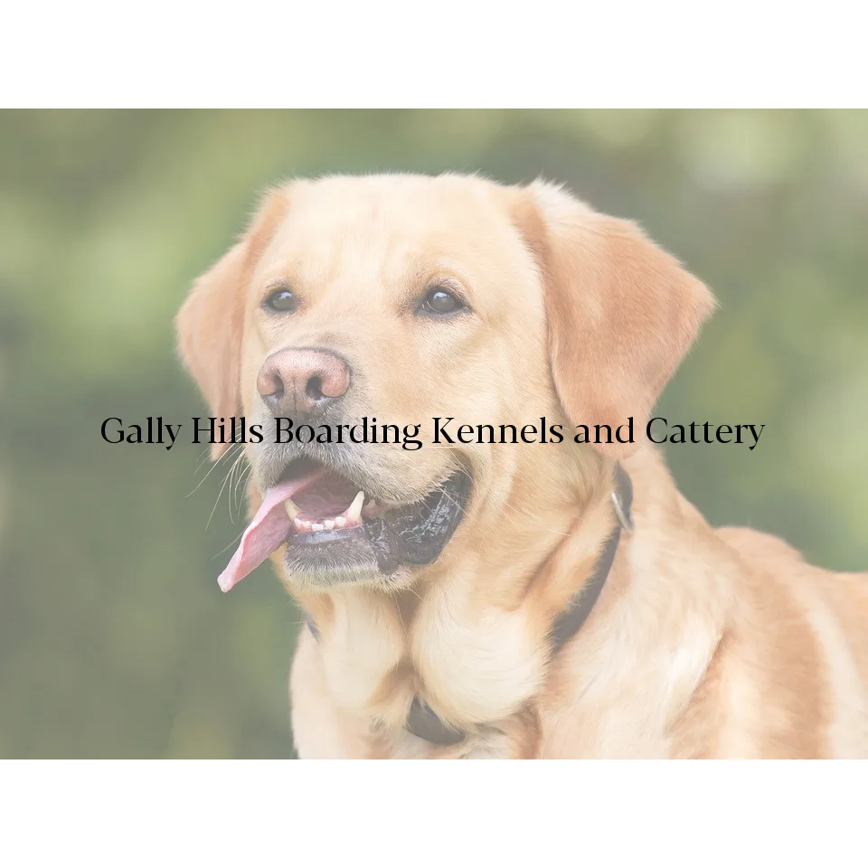 Mayflower Boarding Kennels and Cattery - Doncaster pet otel
