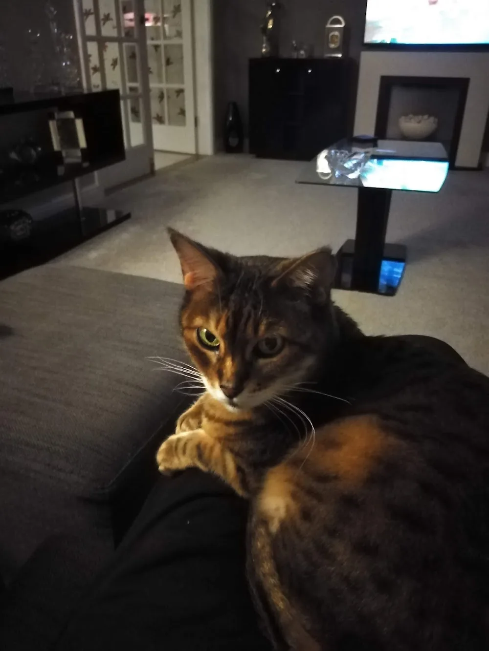 Polly's Cat Lodge Boarding Cattery - Doncaster pet otel görseli 3