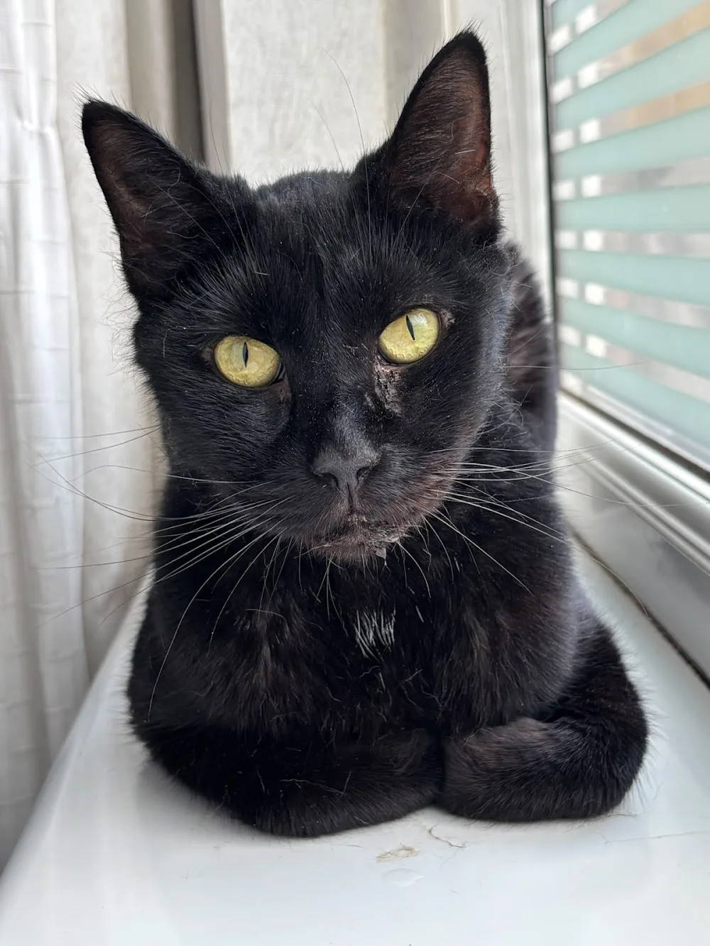 The Cat Butler Doncaster - Cat Sitting Service, Cattery Alternative - Doncaster pet otel