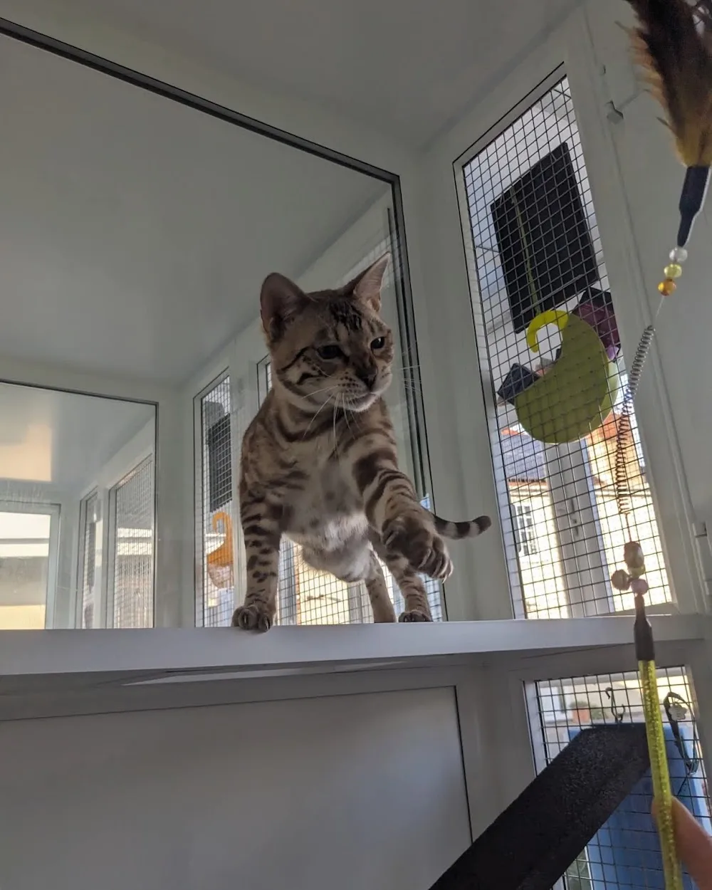 The Cattery @ Cherry Tree Farm - Doncaster pet otel görseli 3