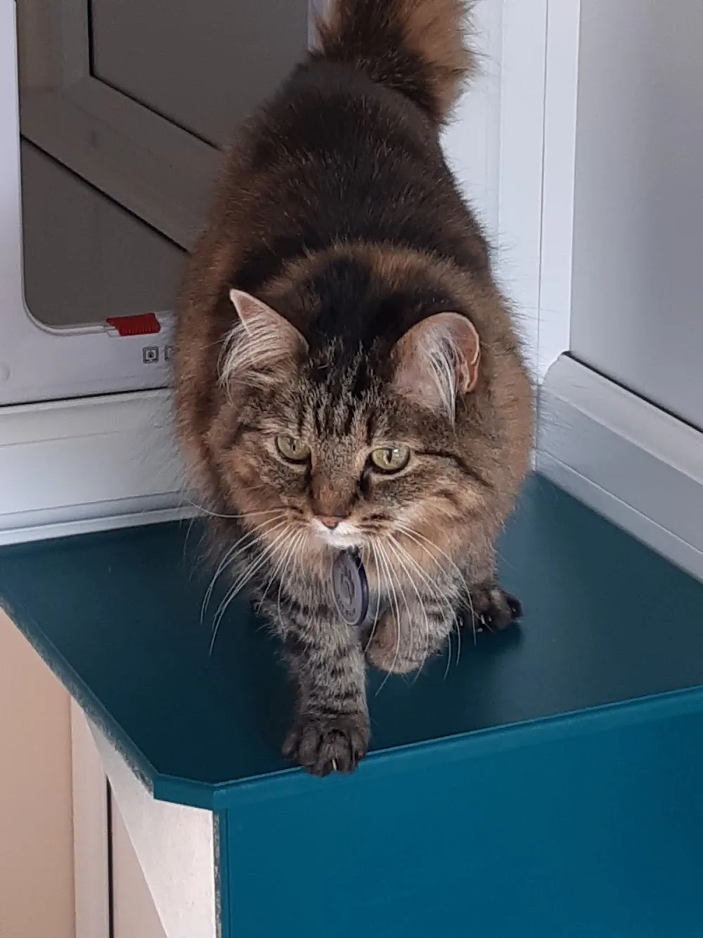 The Cozy Cat Retreat - Doncaster pet otel görseli 5