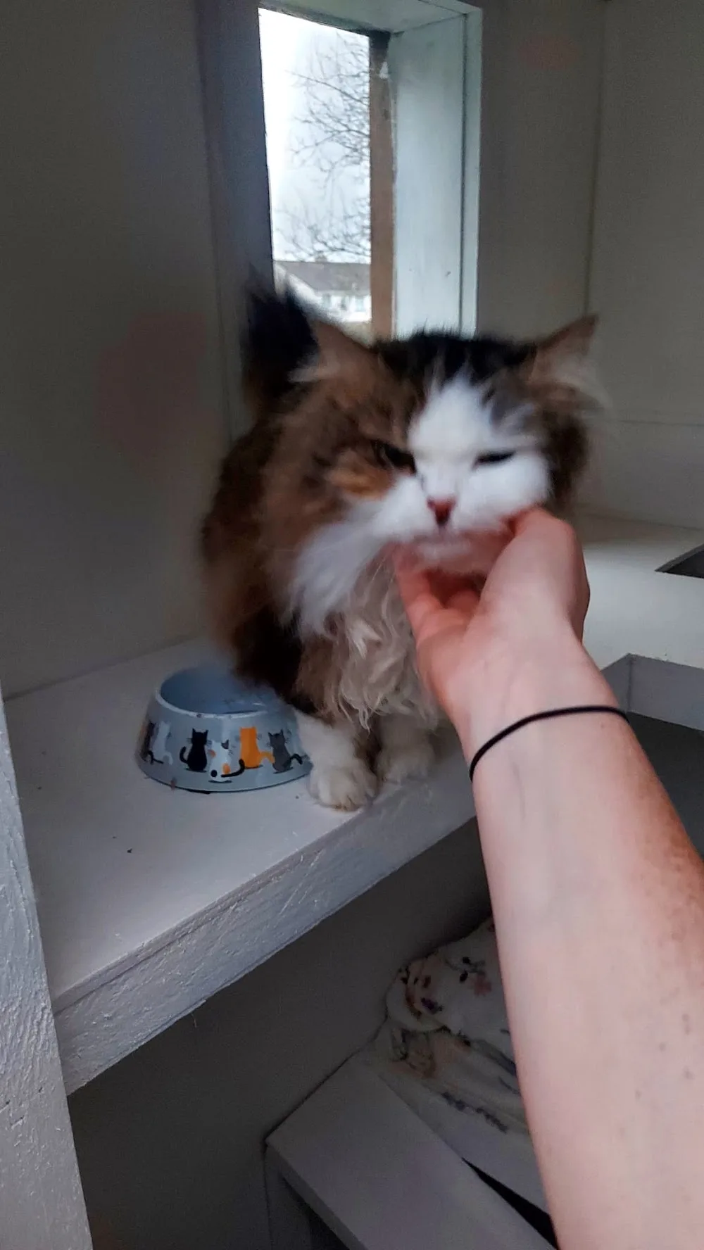 Country Paws Cattery - Donegal pet otel görseli 3