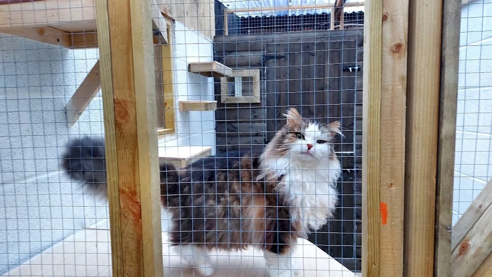 Country Paws Cattery - Donegal pet otel görseli 6
