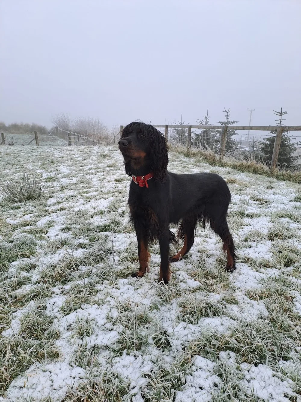 Dergview Kennels - Donegal pet otel