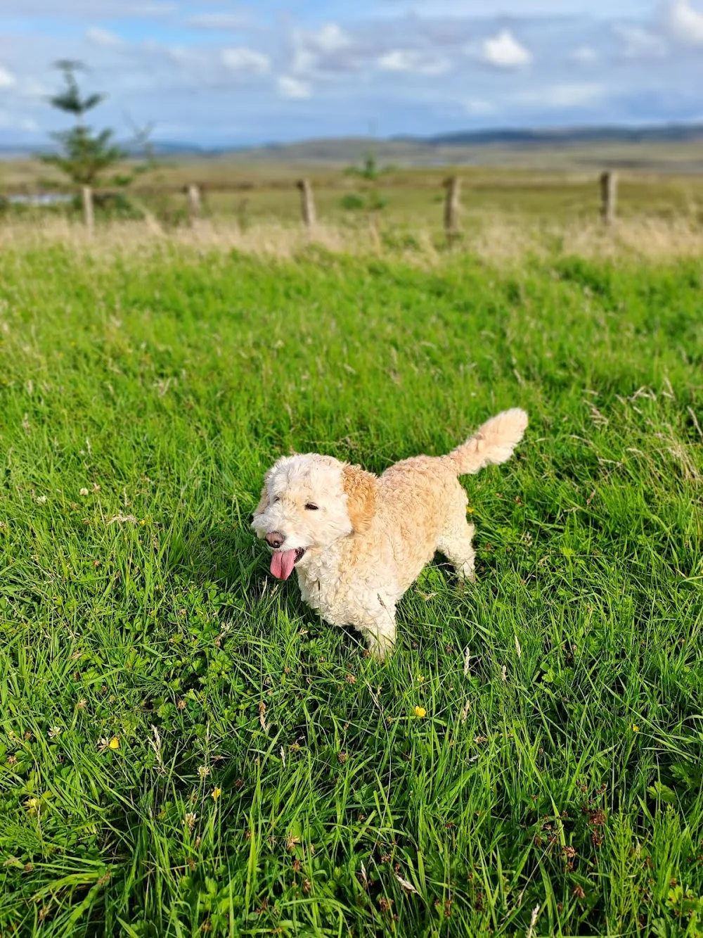Dergview Kennels - Donegal pet otel görseli 3