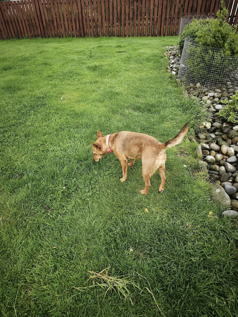 Fluffy Paws Hotel & SPA - Donegal pet otel