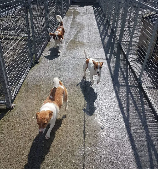Four Paws Boarding Kennels - Donegal pet otel