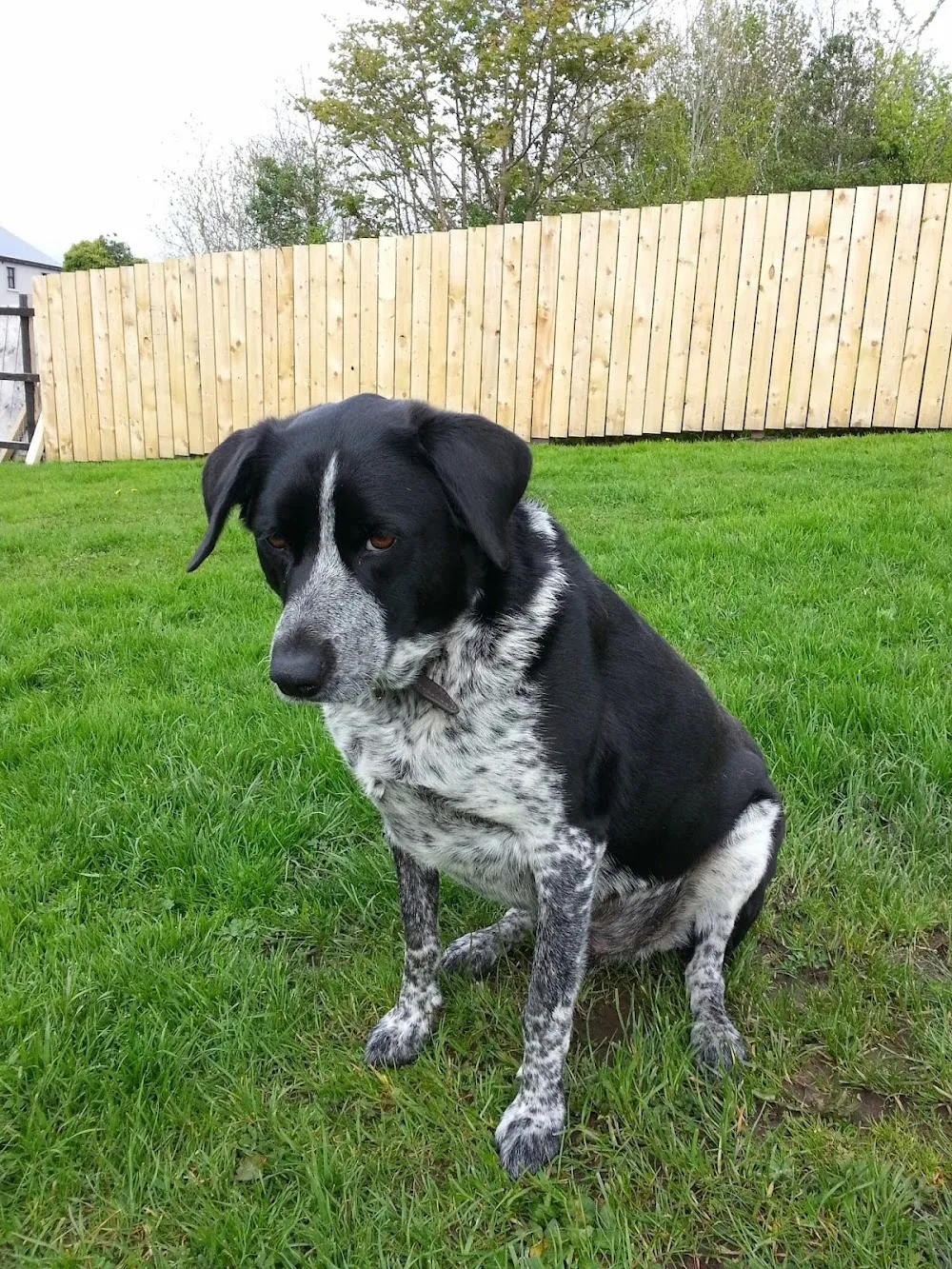 Hillside Kennels And Dog Grooming - Donegal pet otel görseli 3