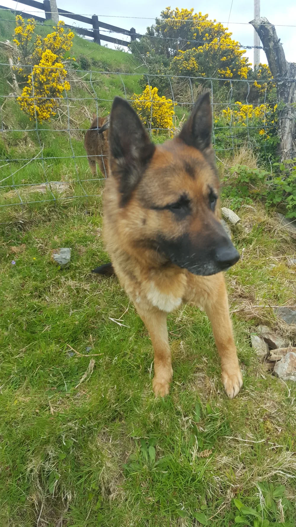 Mountainview Boarding Kennels - Donegal pet otel