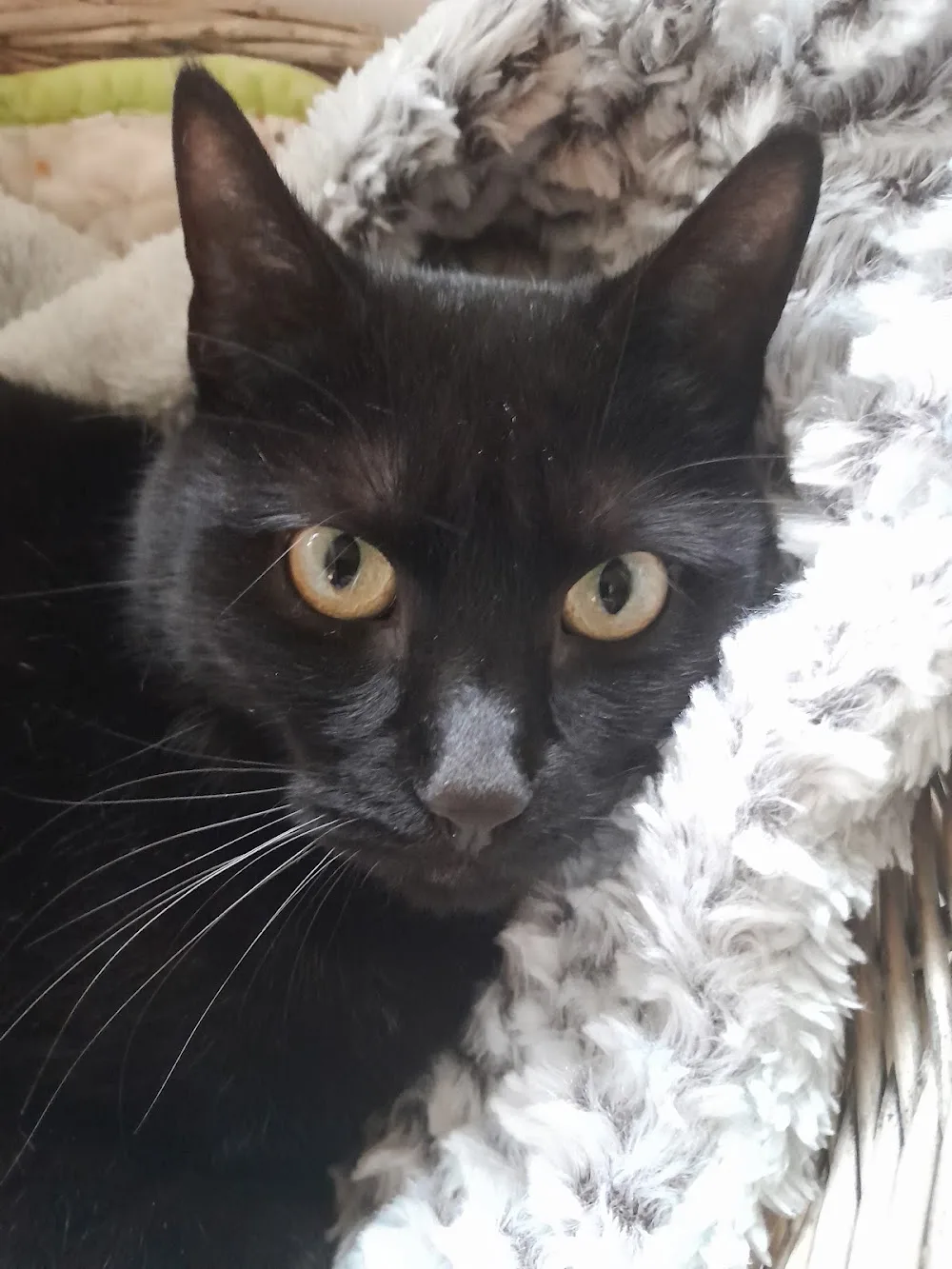 Whiskers@Iskaheen - Donegal pet otel