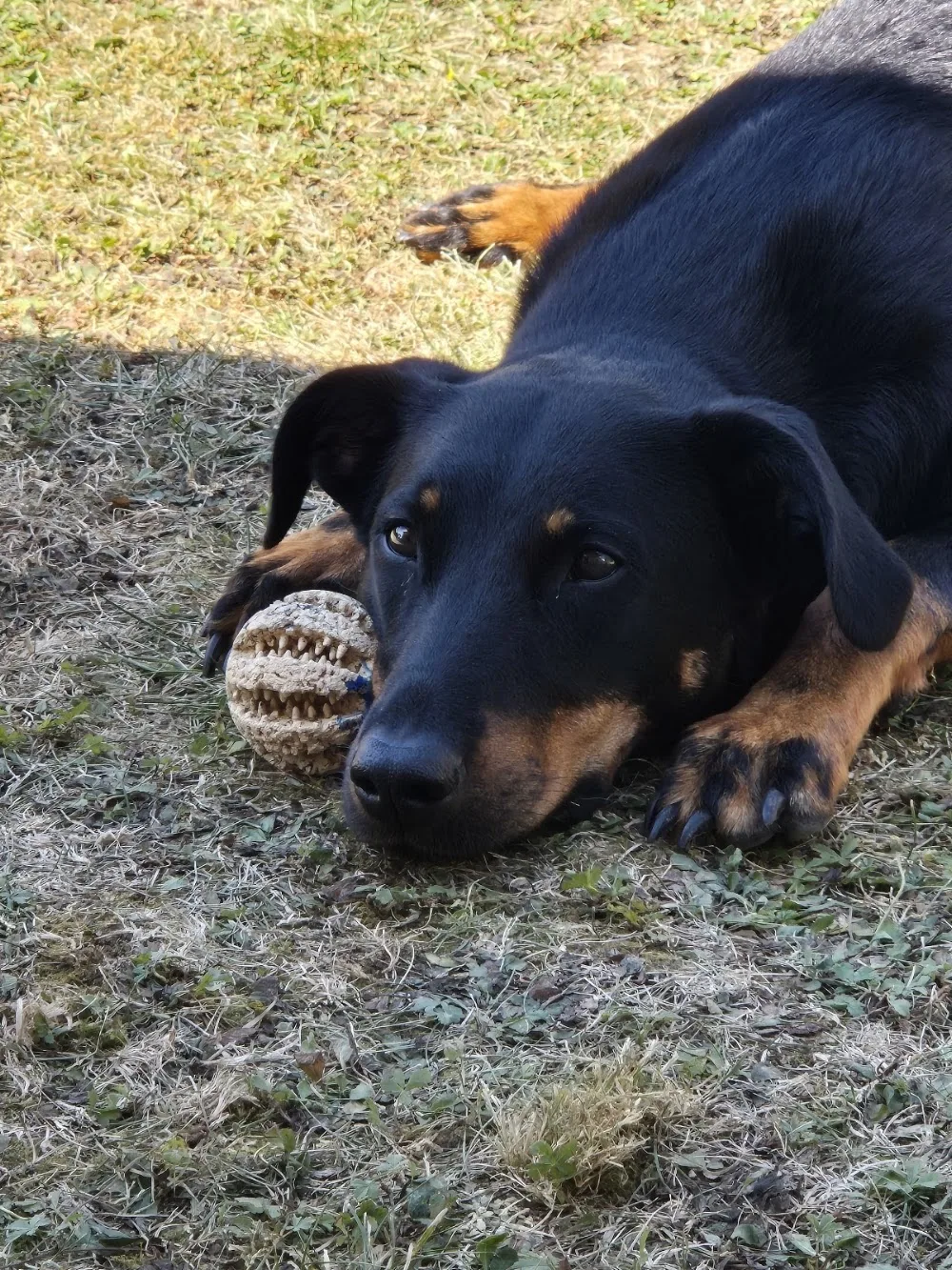 AU SERVICE DE VOS ANIMAUX - Dordogne pet otel görseli 3