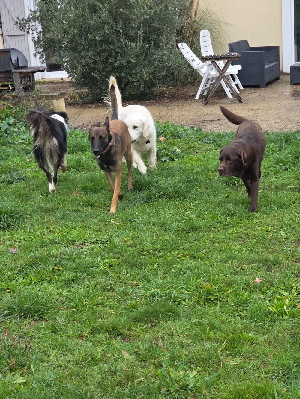 Au toutou confort chez Aurore - Dordogne pet otel görseli 3