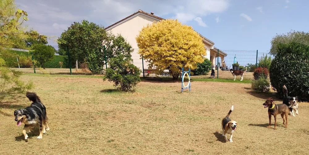 canin heureux "Chris' pension familiale canine" - Dordogne pet otel görseli 3