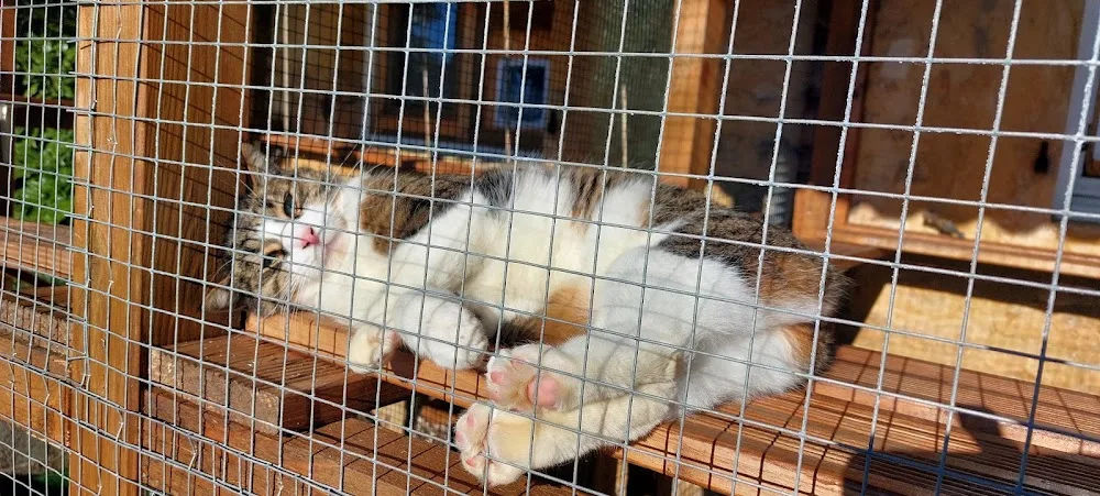 Chez guizmo (pension pour chats) - Dordogne pet otel