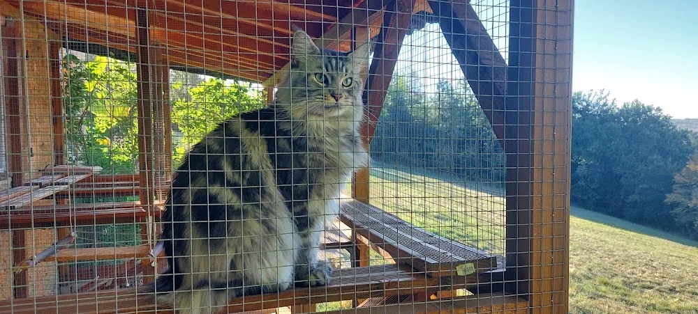Chez guizmo (pension pour chats) - Dordogne pet otel görseli 3