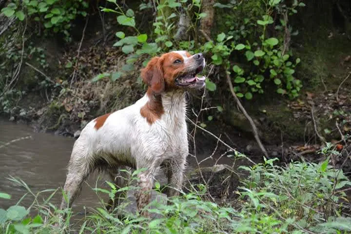 Clos des Jarousses - Pension canine - Elevage Epagneuls Bretons - Dressage chien - Dordogne pet otel