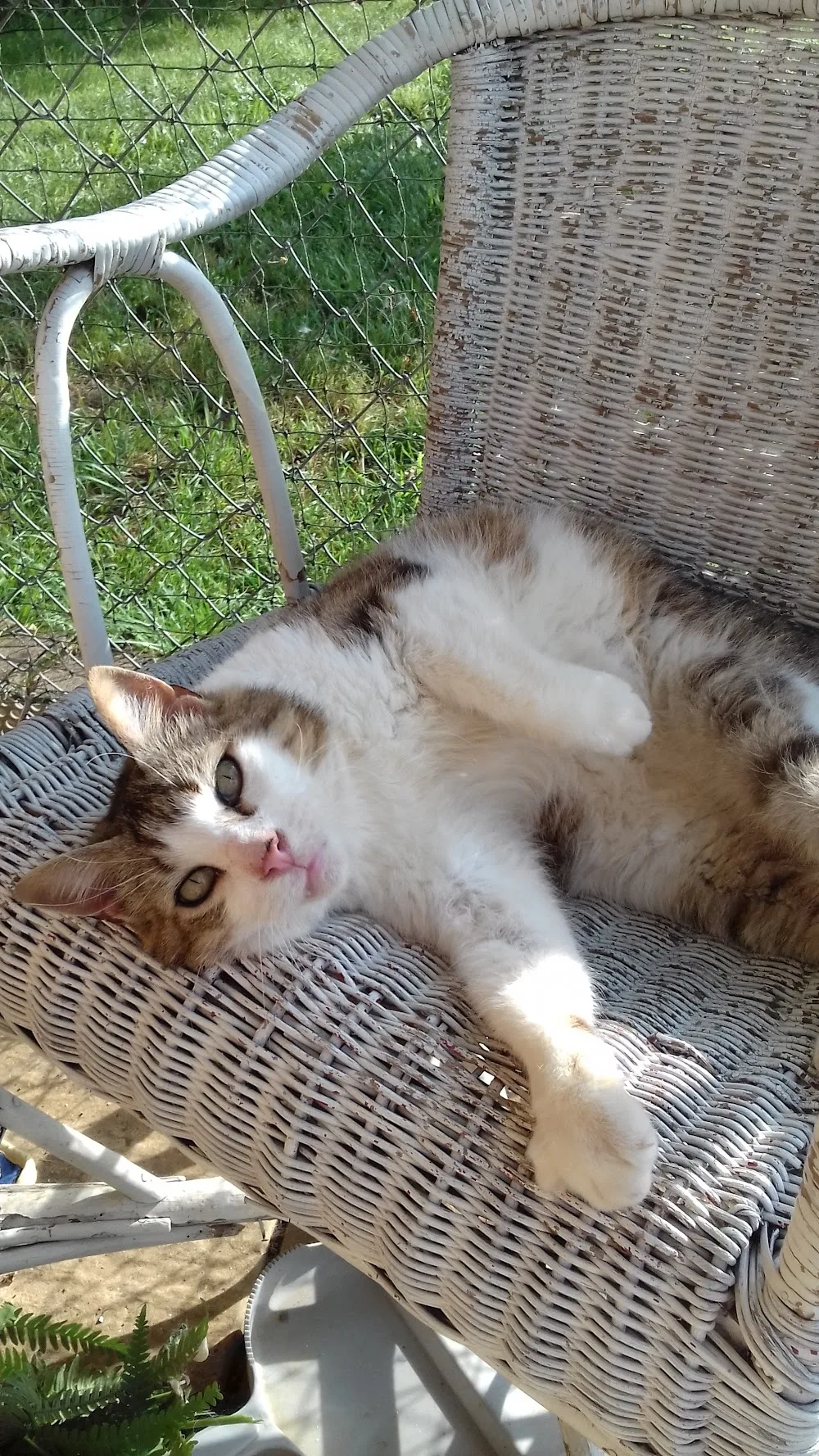 Comme un pacha (pension pour chat) - Dordogne pet otel görseli 6